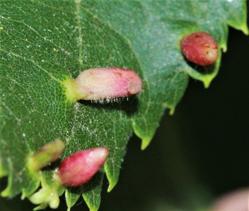 Liepinė gyslinė erkė nuotrauka