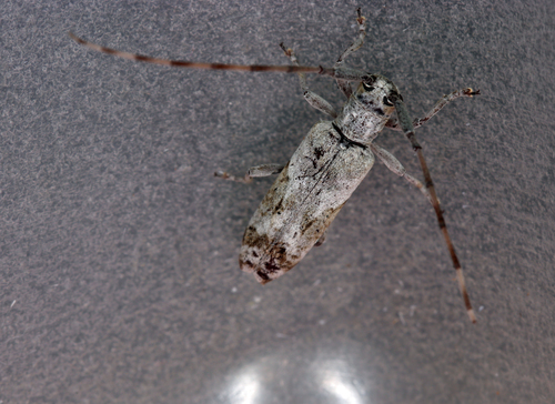 Subspecies Eunidia nebulosa rustica · iNaturalist