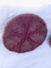 Echinarachnius parma image