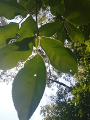 Hebeloma albidulum image