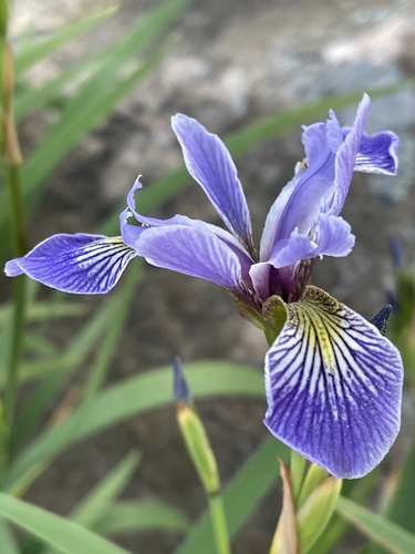 northern blue flag
