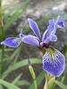 Northern Blue Flag - Photo (c) Peter Hendershott, all rights reserved, uploaded by Peter Hendershott