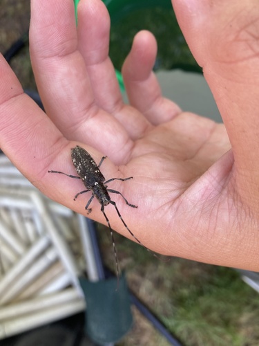 photo of Sawyer Beetles (Monochamus)