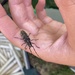 photo of Sawyer Beetles (Monochamus)