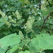 photo of Mountain Maple (Acer spicatum)