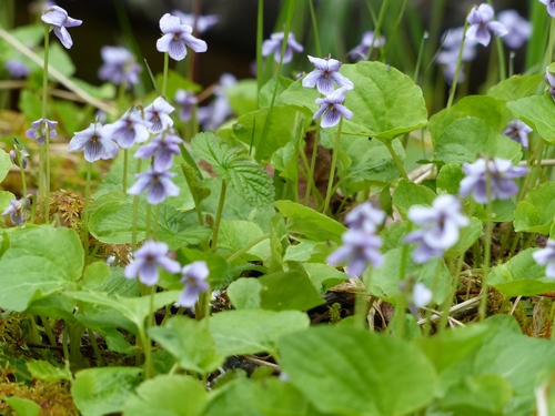 Viola epipsila ssp. repens