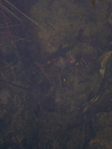 iNaturalist observation photo of Sierra Newt