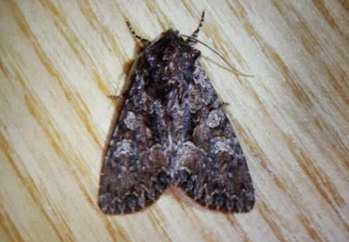 Dark Brocade