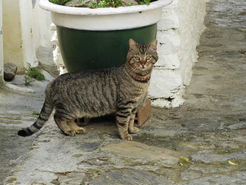 Domestic × European Wildcat
