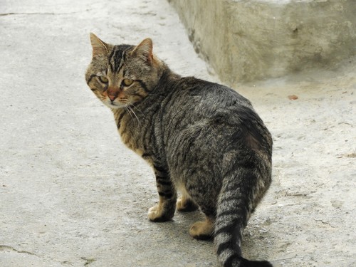 Domestic × European Wildcat