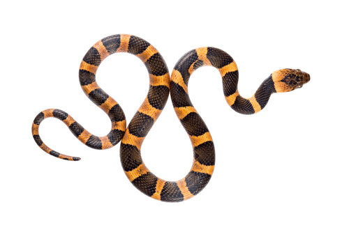 Northern Cat-eyed Snake