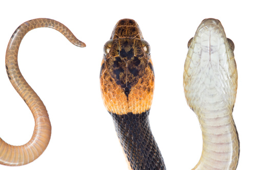 Northern Cat-eyed Snake