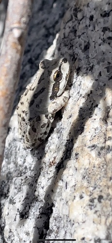 iNaturalist observation photo of Pacific chorus frog