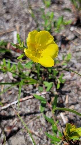 bushy frostweed (Helianthemum dumosum)