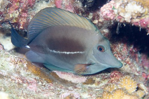 Brown Tang