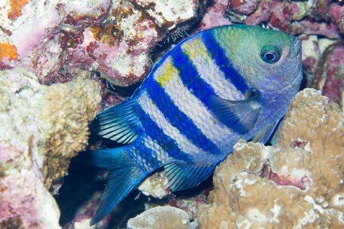 Indo-Pacific Sergeant Major