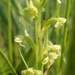 Platanthera flava herbiola - Photo (c) mmasell, כל הזכויות שמורות