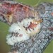 Eriococcidae - Photo (c) Nancy Asquith, todos los derechos reservados, subido por Nancy Asquith