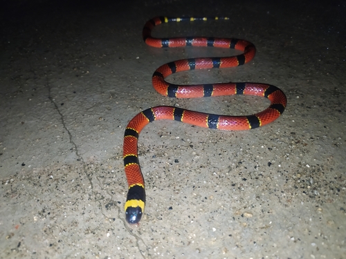 Brown's Coralsnake