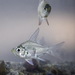 Macleay's Glassfish - Photo (c) john lenagan, all rights reserved, uploaded by john lenagan