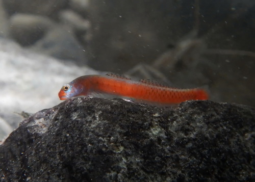 Emerald Cling Goby — seen at this dive site