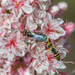photo of Rhus Fairy Bee (Perdita rhois)