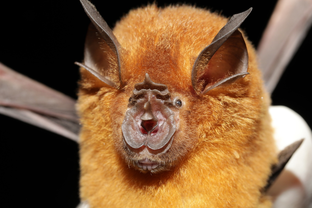acuminate horseshoe bat (Rhinolophus acuminatus)