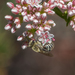 photo of Cellophane Bees (Colletes)