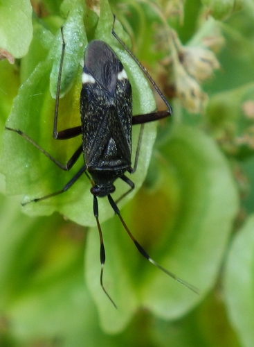 Dvidėmė Žolblakė nuotrauka