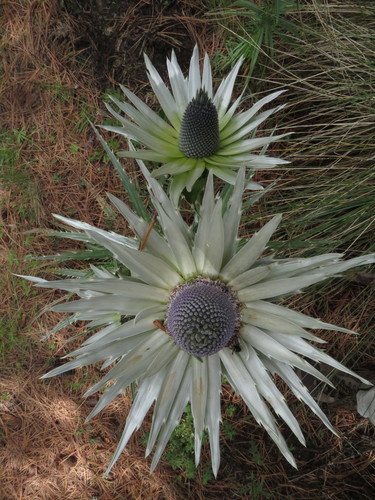 Mexican Sea holly