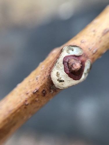 Amur Corktree