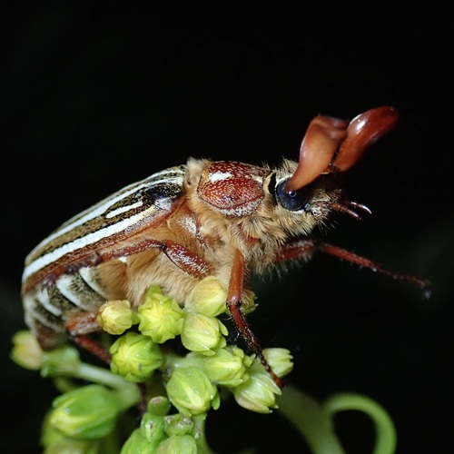 Long-haired June Beetle
