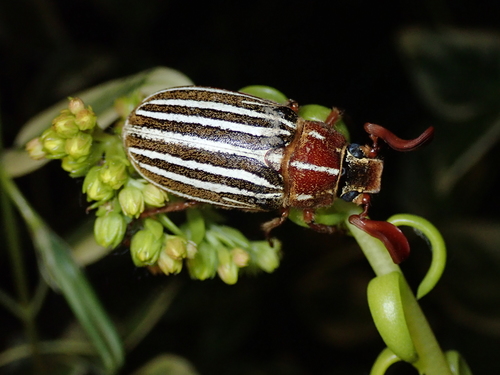 Long-haired June Beetle