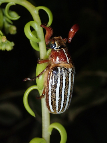 Long-haired June Beetle
