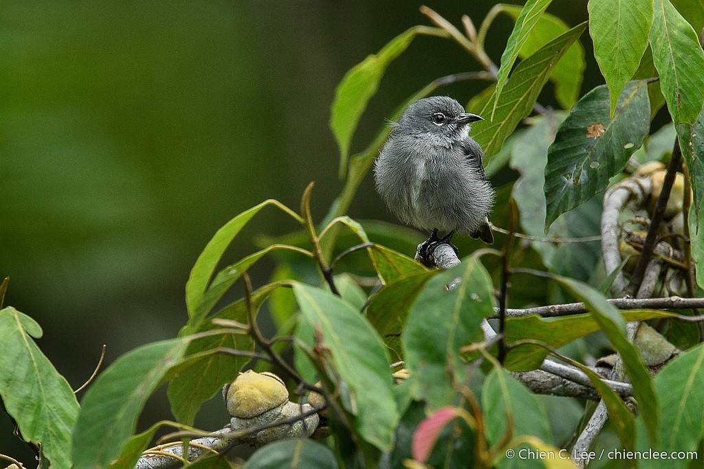 Spectacled Flowerpecker photo