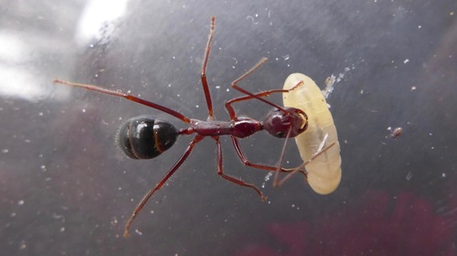 Camponotus johnclarki