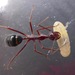 Camponotus johnclarki - Photo (c) Bo Janmaat, all rights reserved, uploaded by Bo Janmaat