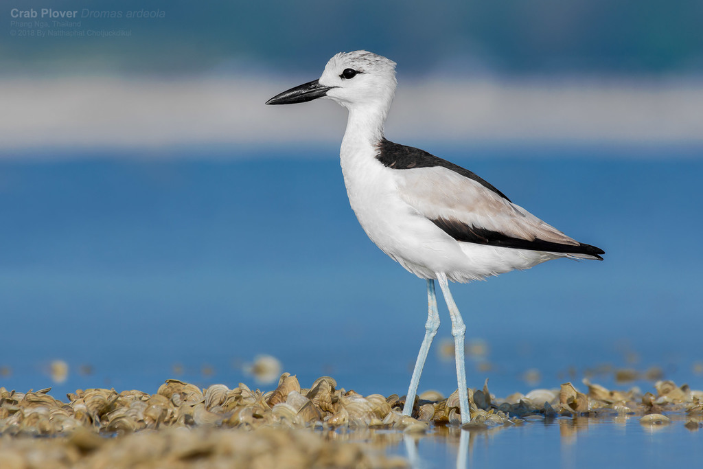 Crab-Plover photo