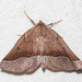 Stenaspilatodes antidiscaria - Photo (c) Timothy Reichard, all rights reserved, uploaded by Timothy Reichard
