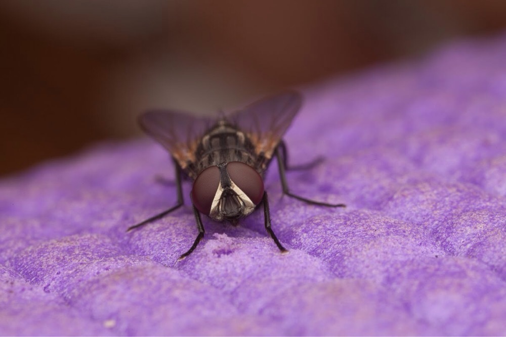 Big Size House Fly