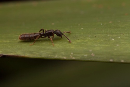 Zasphinctus turneriZasphinctus turneri