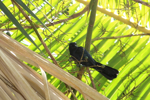 Black Catbird