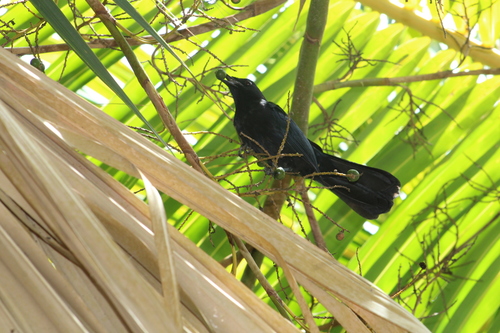 Black Catbird
