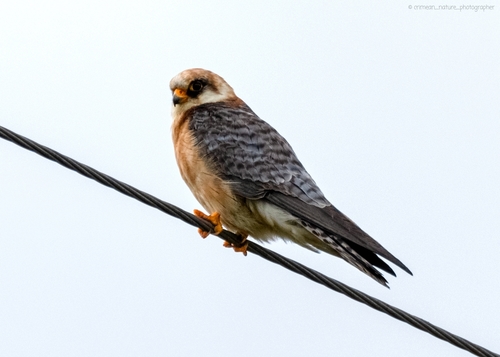 Red-footed Falcon