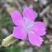 Dianthus virgineus - Photo (c) Ivano Marques, כל הזכויות שמורות, הועלה על ידי Ivano Marques