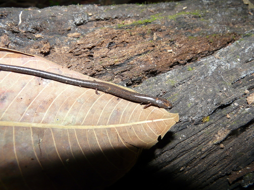 Pacific Worm Salamander (Oedipina pacificensis) · iNaturalist