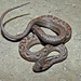 Chaco Sepia Snake - Photo (c) Dan Riley, all rights reserved, uploaded by Dan Riley