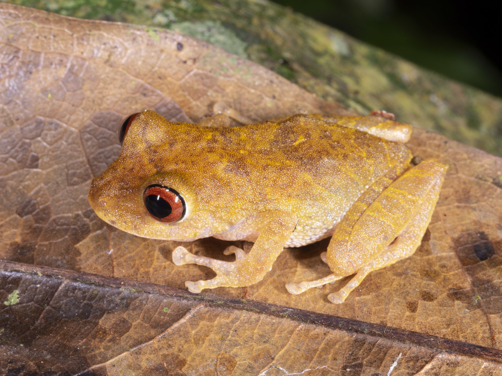 Rio Coca Robber Frog