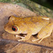 Pristimantis quaquaversus - Photo (c) Morley Read, all rights reserved, uploaded by Morley Read