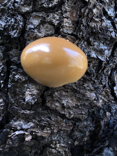 iNaturalist observation photo of Veiled Polypore
